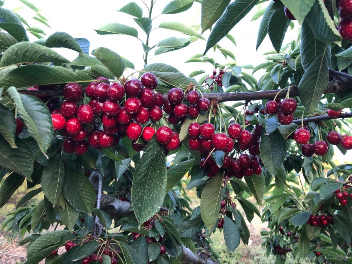 Finca La Foia El Pou Confrides Exterior foto